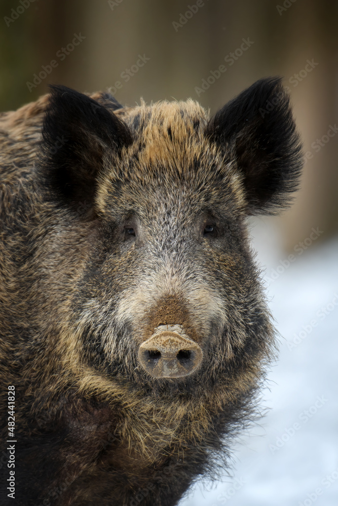 Wild pig portrait with snow. Young Wild boar, Sus scrofa, in wintery forest Wild pig portrait with snow. Young Wild boar, Sus scrofa, in wintery forest