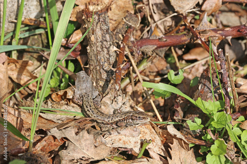Lizard on the ground Lizard on the ground