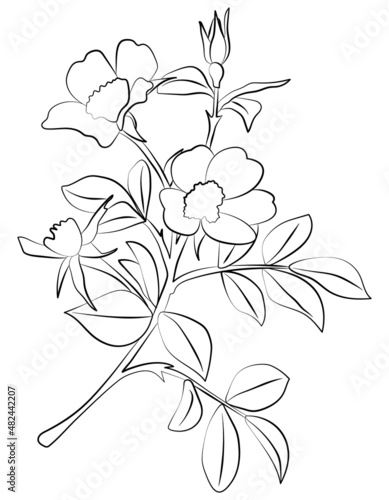Flowers vector illustration. Line art of flowers