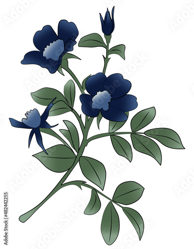Flower vector illustration. Blue cornflower