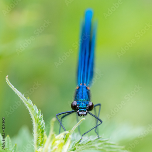 Close-up image of a Banded Demoiselle (Calopteryx splendens) damselfly on green vegetation photo