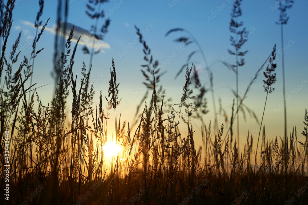 Grass beautiful at summer sunset and soft focus. Selective focus. Grass beautiful at summer sunset and soft focus. Selective focus.