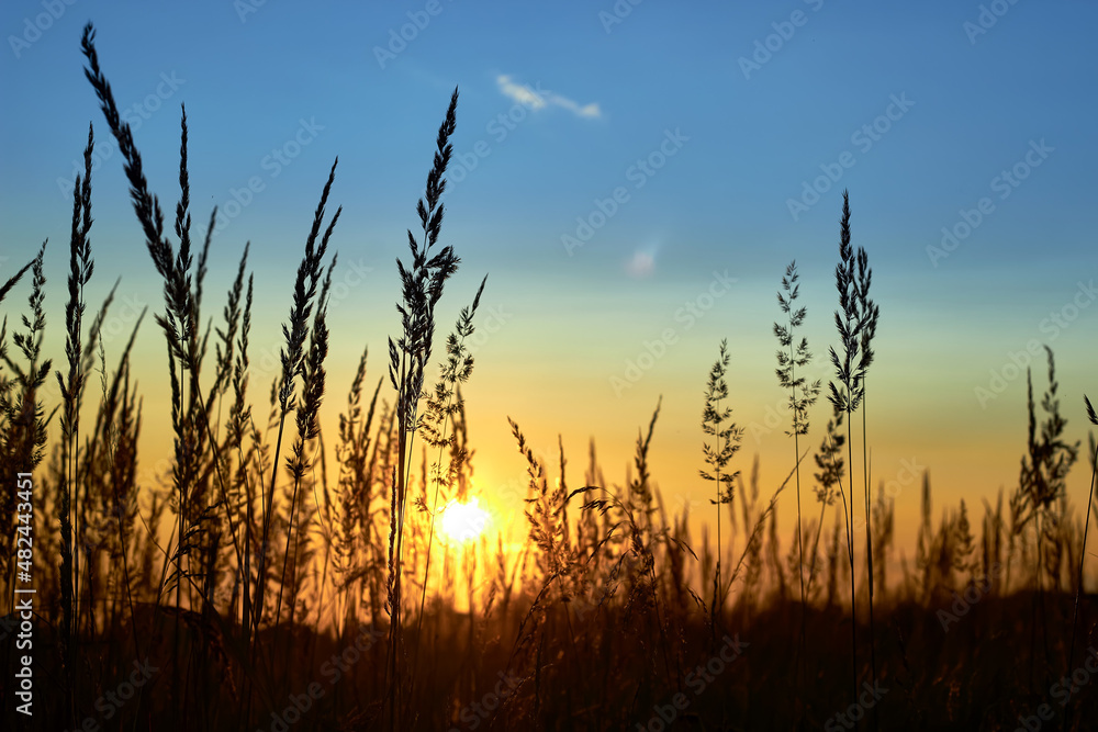 Grass beautiful at summer sunset and soft focus. Selective focus.