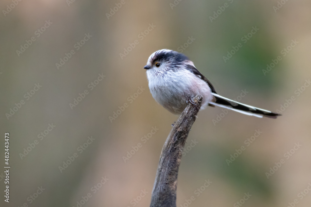 Obraz premium Long-tailed tit