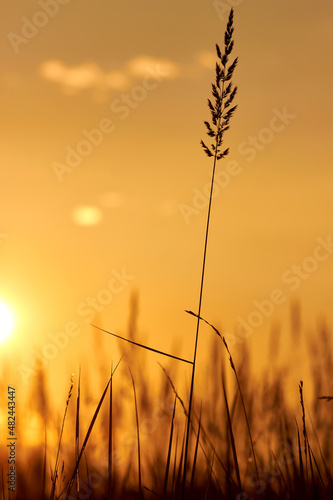 Grass beautiful at summer sunset and soft focus. Selective focus.