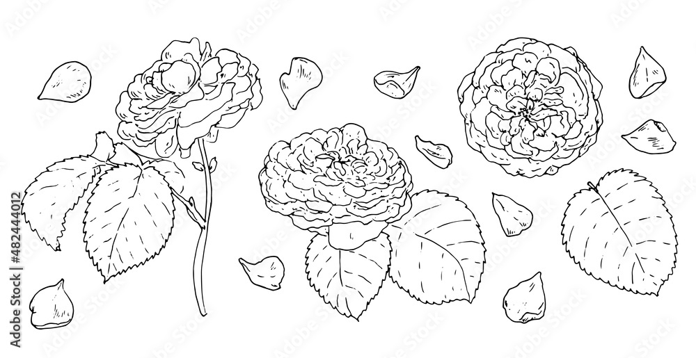 a set of sketch roses. a sketch-style collection of a rose flower with leaves in different views from the side, top, isolated black outline on white for a design template for vintage romantic design a set of sketch roses. a sketch-style collection of a rose flower with leaves in different views from the side, top, isolated black outline on white for a design template for vintage romantic design