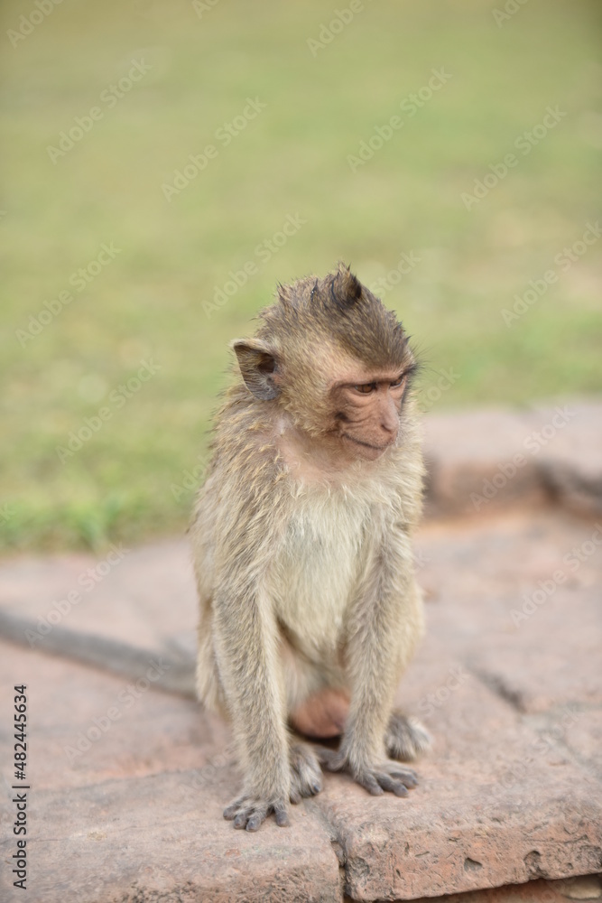 monkeys in ancient buddhist temples in asia