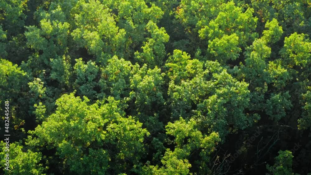 Green Forest Texture in Woodland - overhead view of treetops on sunny weather above natural forest. Green trees forest texture - Drone tilt shot.