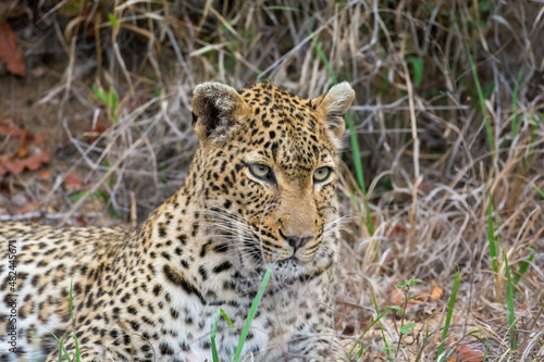 Female leopard (Panthera pardus) in the Sabi Sands Reserve, South Africa © Mark Hunter
