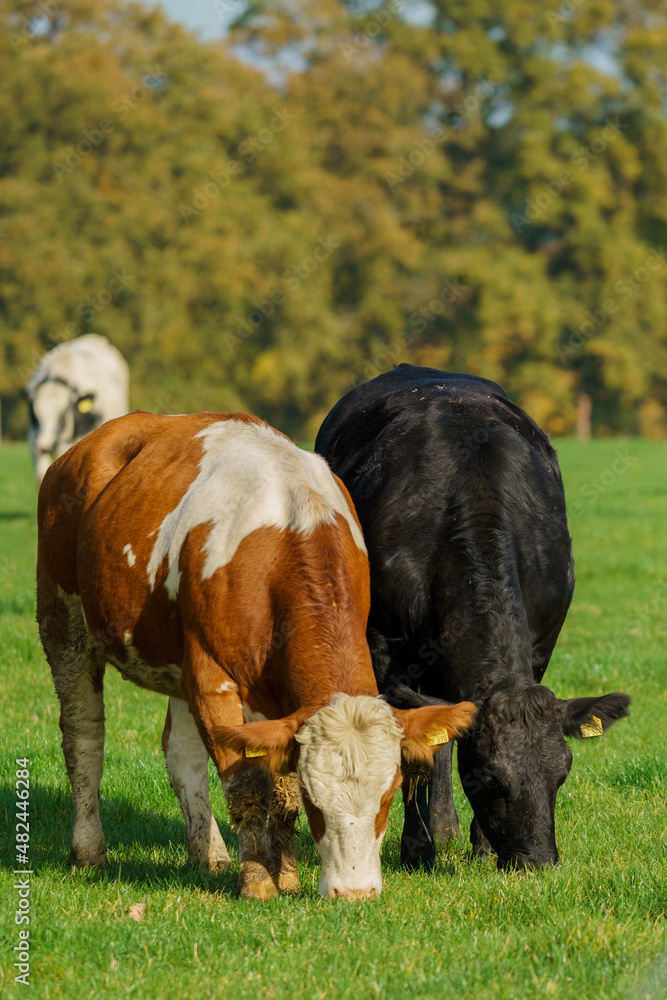 Herd of cows at summer green field. Cows On On Farmland Herd of cows at summer green field. Cows On On Farmland