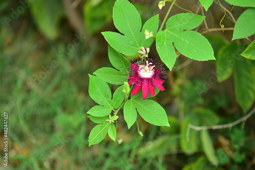 Flower Blooming  Beautiful Flowers Garden Blooming 