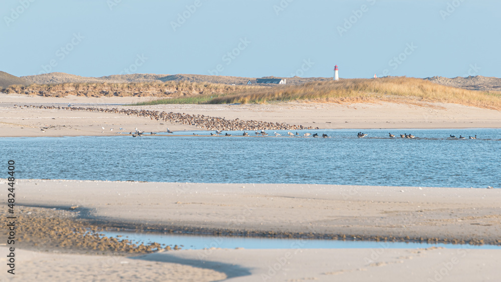 sandy beach, lighthouse and bird sanctuary at the North Sea in spring