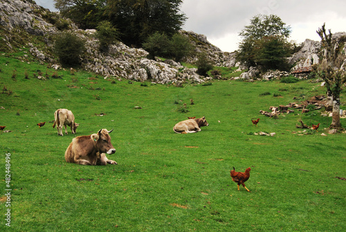 Cows and chickens grazing in the field