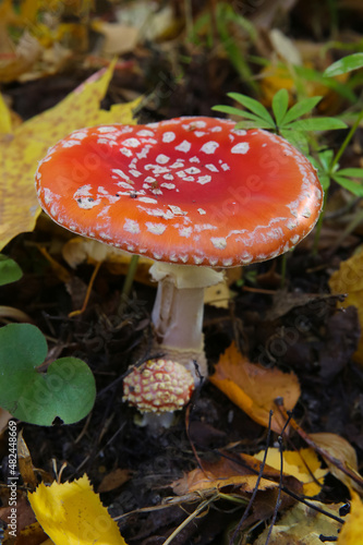 macro photography of red mushroom in the forest, blurred background