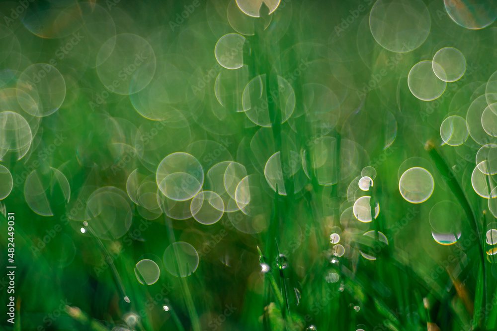 zielona trawa z rosą jako zielone tło - obrazy, fototapety, plakaty 