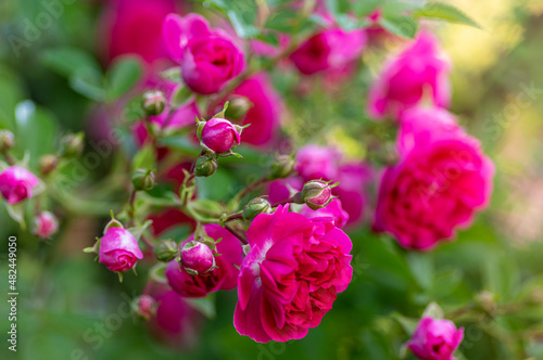piękne drobne kwitnące róże na płocie w ogrodzie