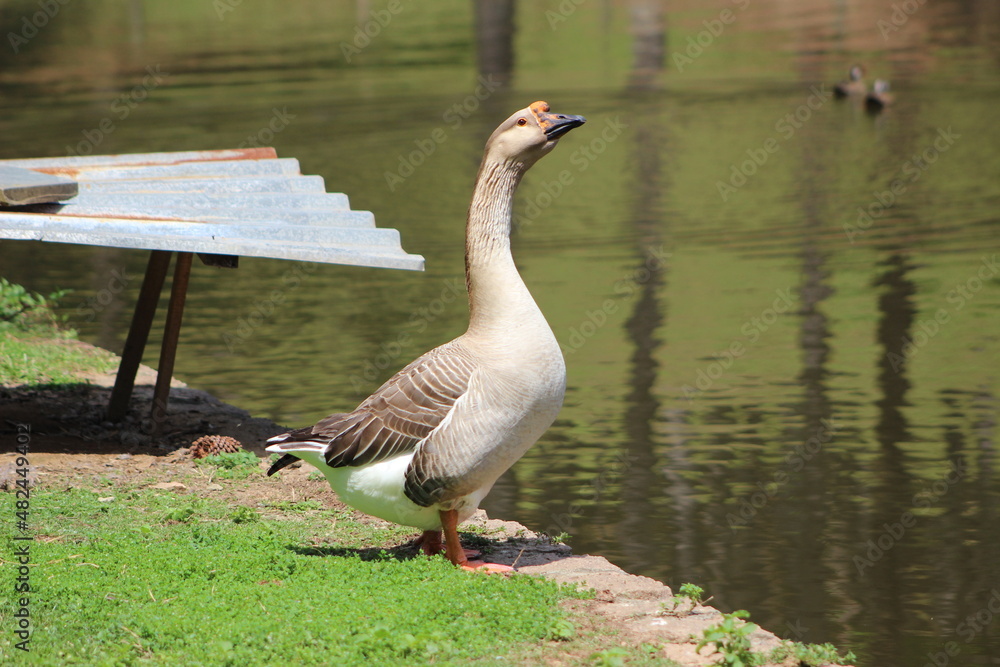 ganso na beira do lago ganso na beira do lago