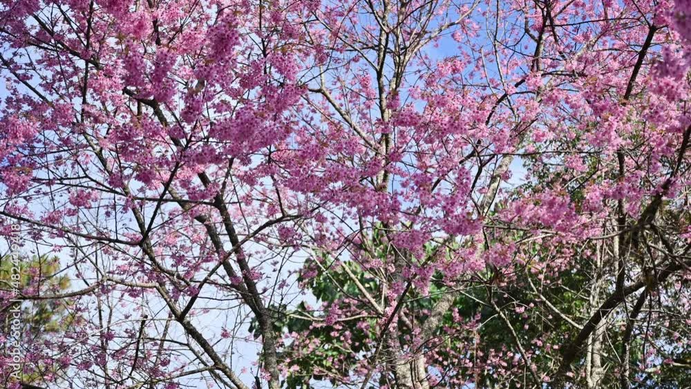 Wild Himalayan Cherry tree with pink petal blooming with in the forest on springtime Wild Himalayan Cherry tree with pink petal blooming with in the forest on springtime