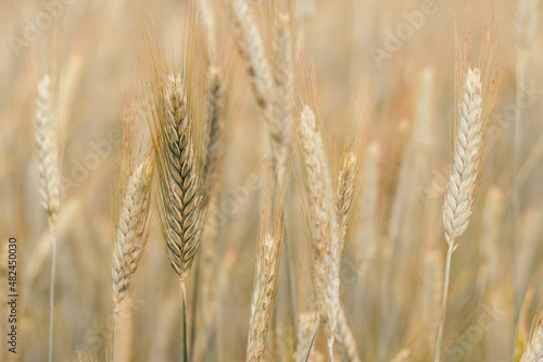 Rural scenery of dry ripe rye spicas of meadow field in sunny summer. Agriculture, organic food production, harvest, healthy food, botany, nature, wallpaper concept. Soft focus, copy space, close up.