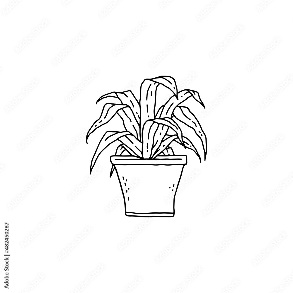 dracaena houseplant. Indoor potted plant vector black and white outline doodle illustration. dracaena houseplant. Indoor potted plant vector black and white outline doodle illustration.