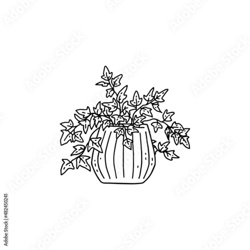 ivy houseplant. Indoor potted plant vector outline black and white doodle illustration.