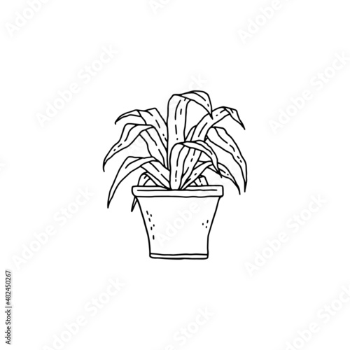dracaena houseplant. Indoor potted plant vector black and white outline doodle illustration. photo