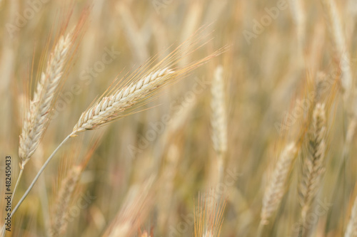 Rural scenery of dry ripe rye spikelets of meadow field in summer. Agriculture, organic food production, harvest, healthy food, botany, nature, wallpaper concept. Selective focus, copy space, close up