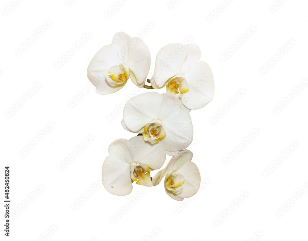five isolated white orchid flowers five isolated white orchid flowers