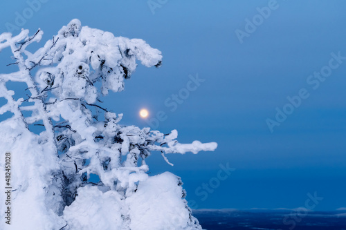 Bright full moon shines through the snow-covered branches of a tree on a winter evening in the Arctic. Winter cold evening minimalistic background with moon.