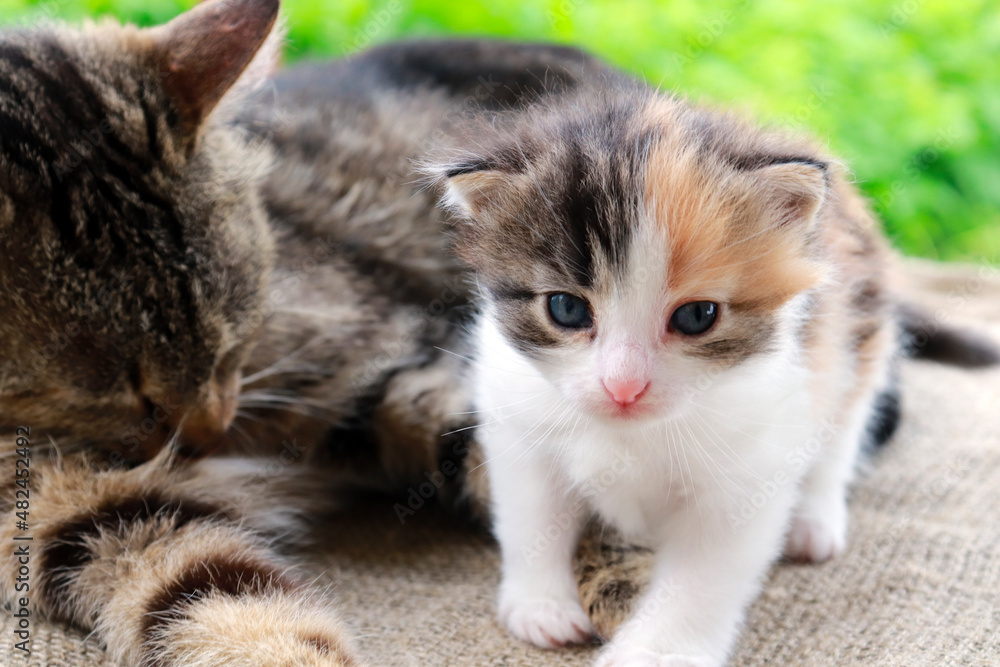 A cute multi-colored kitten with his mother cat looks into the camera. The concept of family, care, maternal love and affection