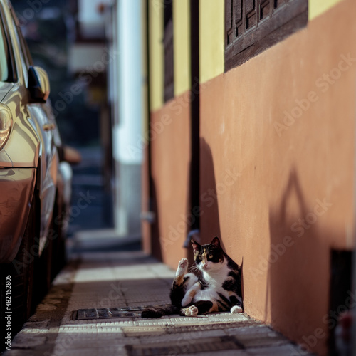 Cat licking on the street