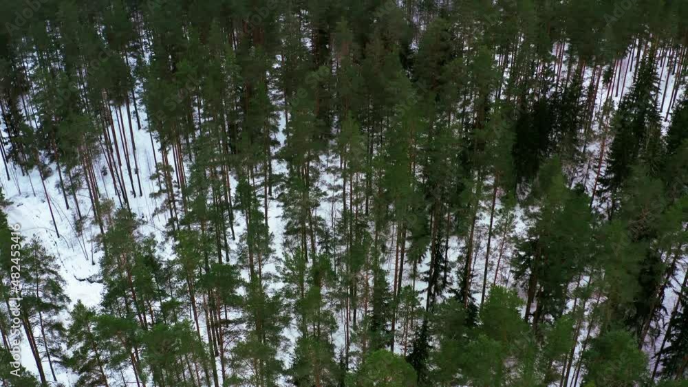 Aerial View Of Pine Forest In Winter Aerial View Of Pine Forest In Winter