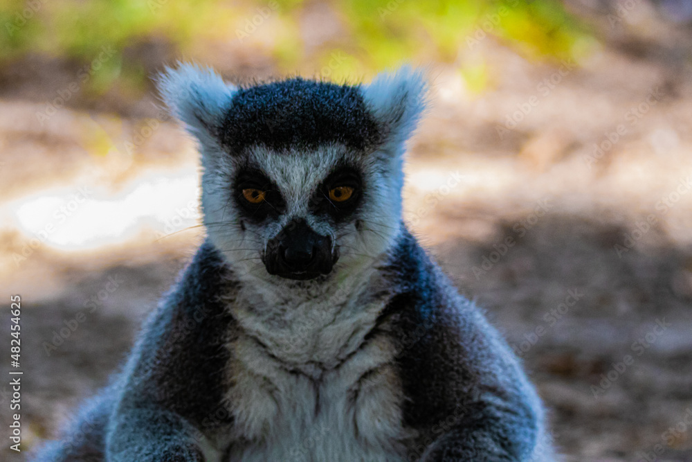 Fototapeta premium portrait ring tailed lemur close up