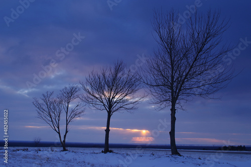 Trzy drzewa podczas zachodu słońca, błękitne niebo.