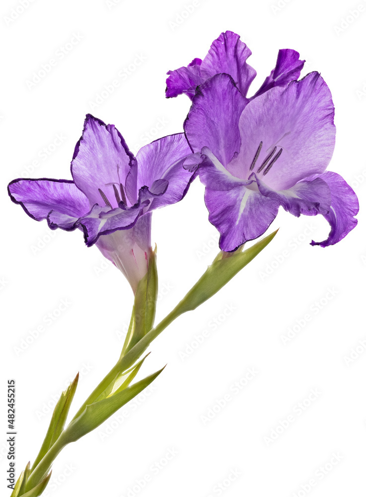 three blooms light violet gladiolus flower on white