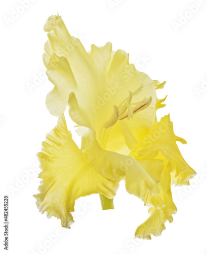 Fototapeta Naklejka Na Ścianę i Meble -  isolated one bloom of yellow bright gladiolus