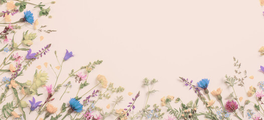 beautiful wild flowers on white background