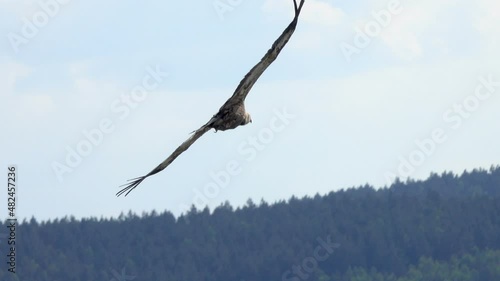 Griffon vulture predator bird flying over Uvac river in Serbia