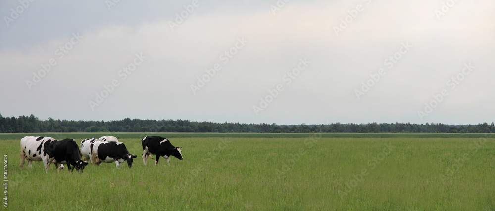 Obraz premium herd of black-white cows on meadow against a background of forest and a rain cloud flying away. long rural landscape