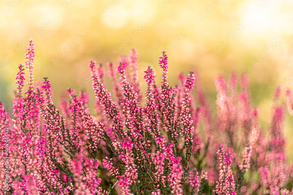 kolorowe fioletowe wrzosy naturalne kolorowe fioletowe wrzosy naturalne