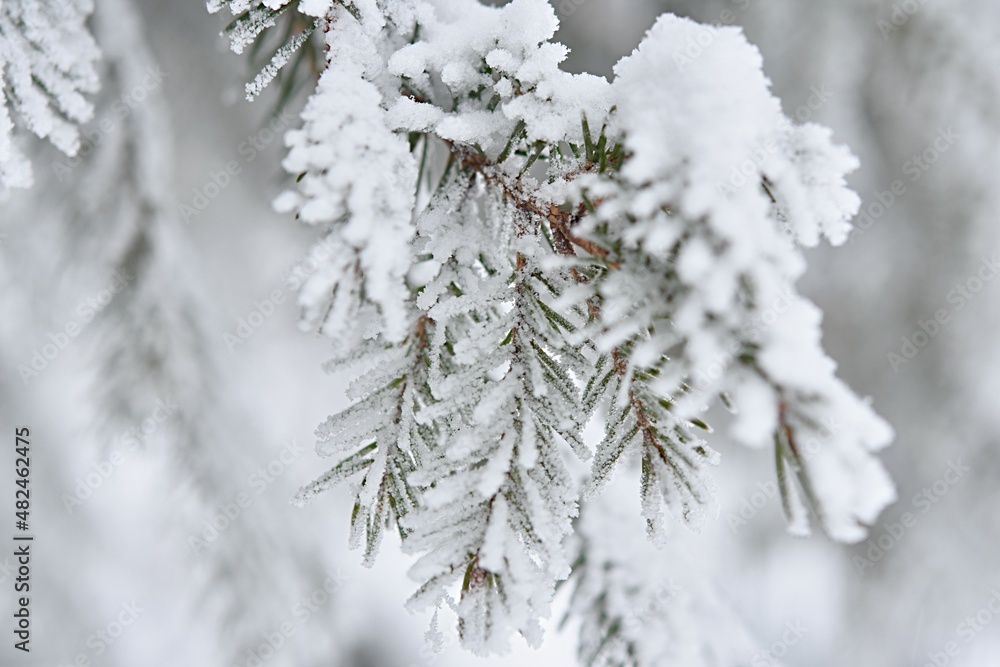 winter background. pine needles are covered with white frost. macro