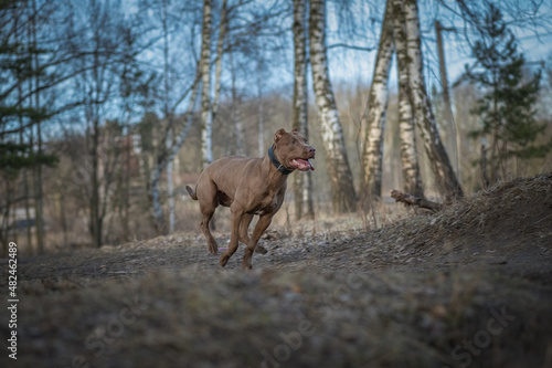 American pit bull terrier runs along a forest path in spring.