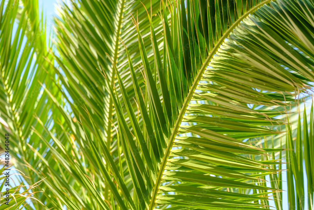 Palm tree leaves against the blue sky. Floral pattern background. Palm tree leaves against the blue sky. Floral pattern background.
