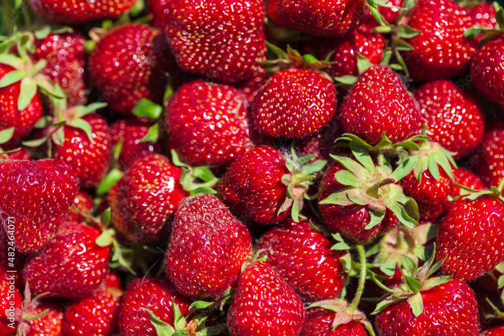 Background of freshly harvested red ripe strawberries. Close-up, top view. Background of freshly harvested red ripe strawberries. Close-up, top view.