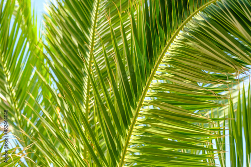 Palm tree leaves against the blue sky. Floral pattern background.