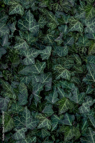 green ivy leaves background