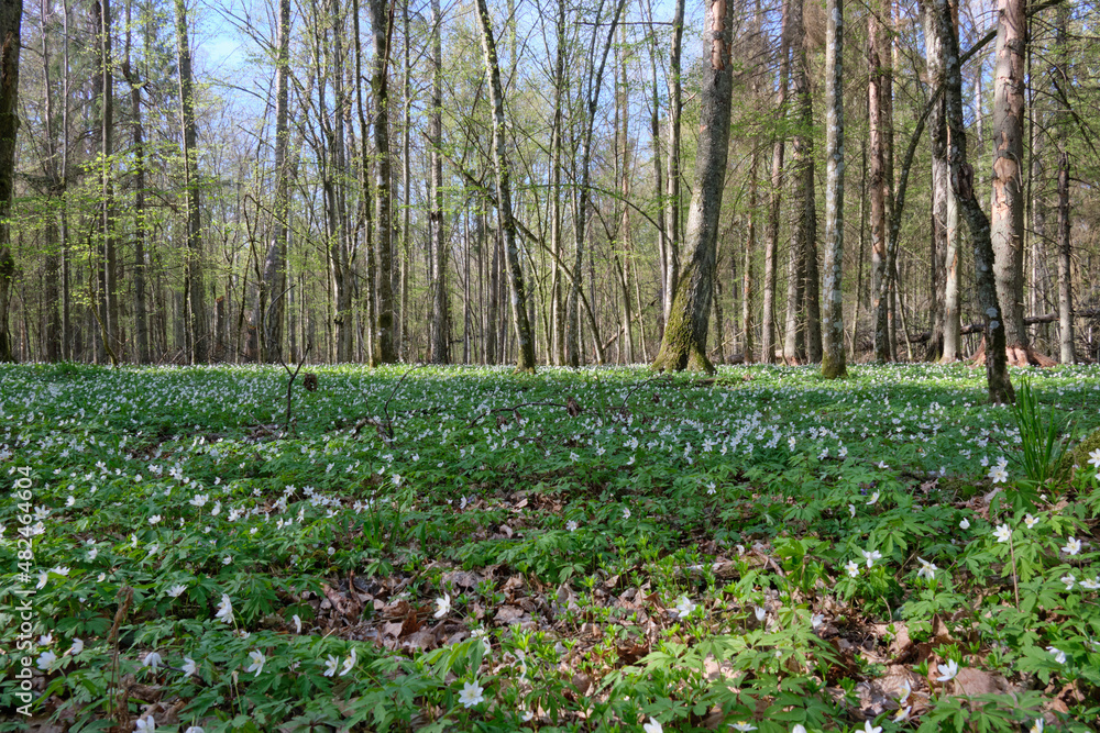 Early spring forest with flowering anemone Early spring forest with flowering anemone