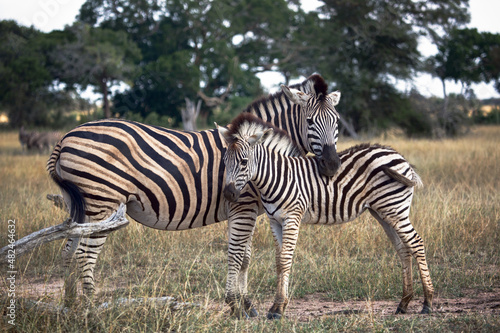 Zebra mum and baby foal in Greater Kruger National Park, South Africa