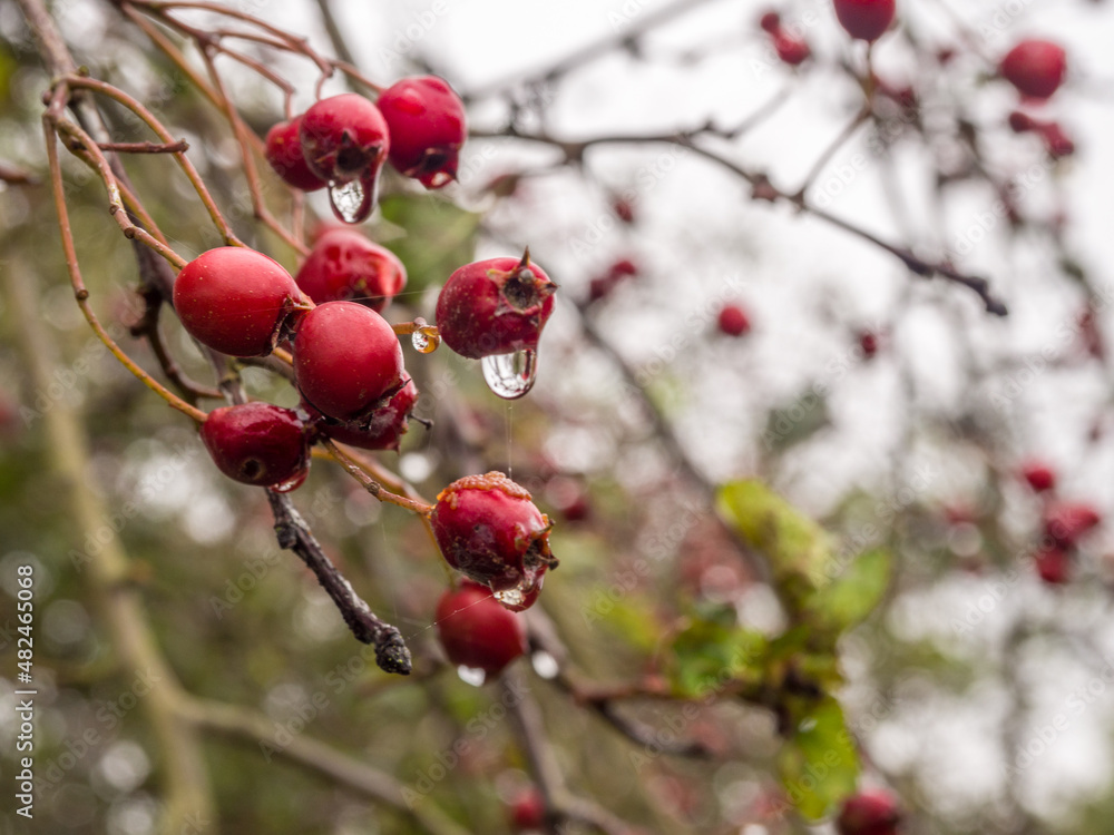 Raindrops on red hawthorn berries after heavy rainfall. Lindisfarne, Holy Island, Northumberland, UK Raindrops on red hawthorn berries after heavy rainfall. Lindisfarne, Holy Island, Northumberland, UK