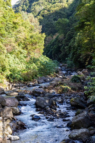 Floating river in green forest form waterfall in Sao Miguel the Azores 